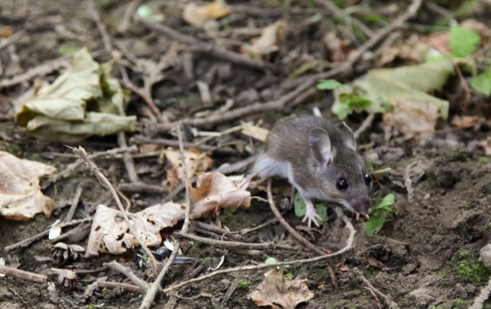 Small Mammal Survey