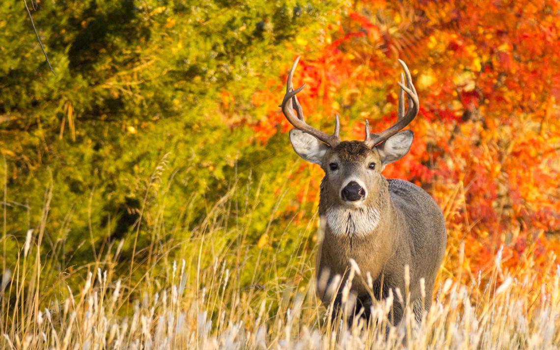2019 Youth Deer Hunt