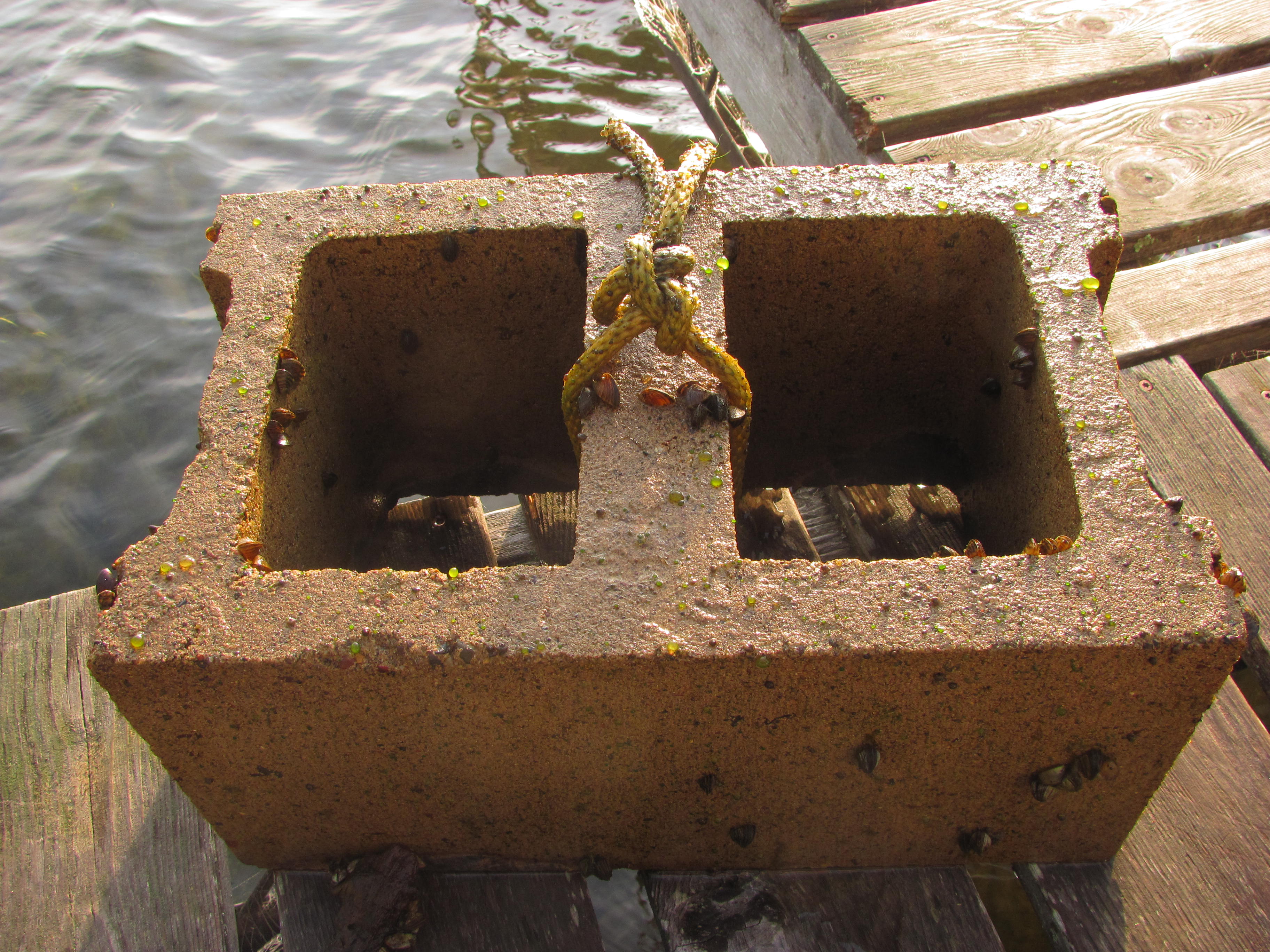 Aquatic Invasive Species