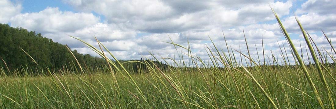 Manoominike