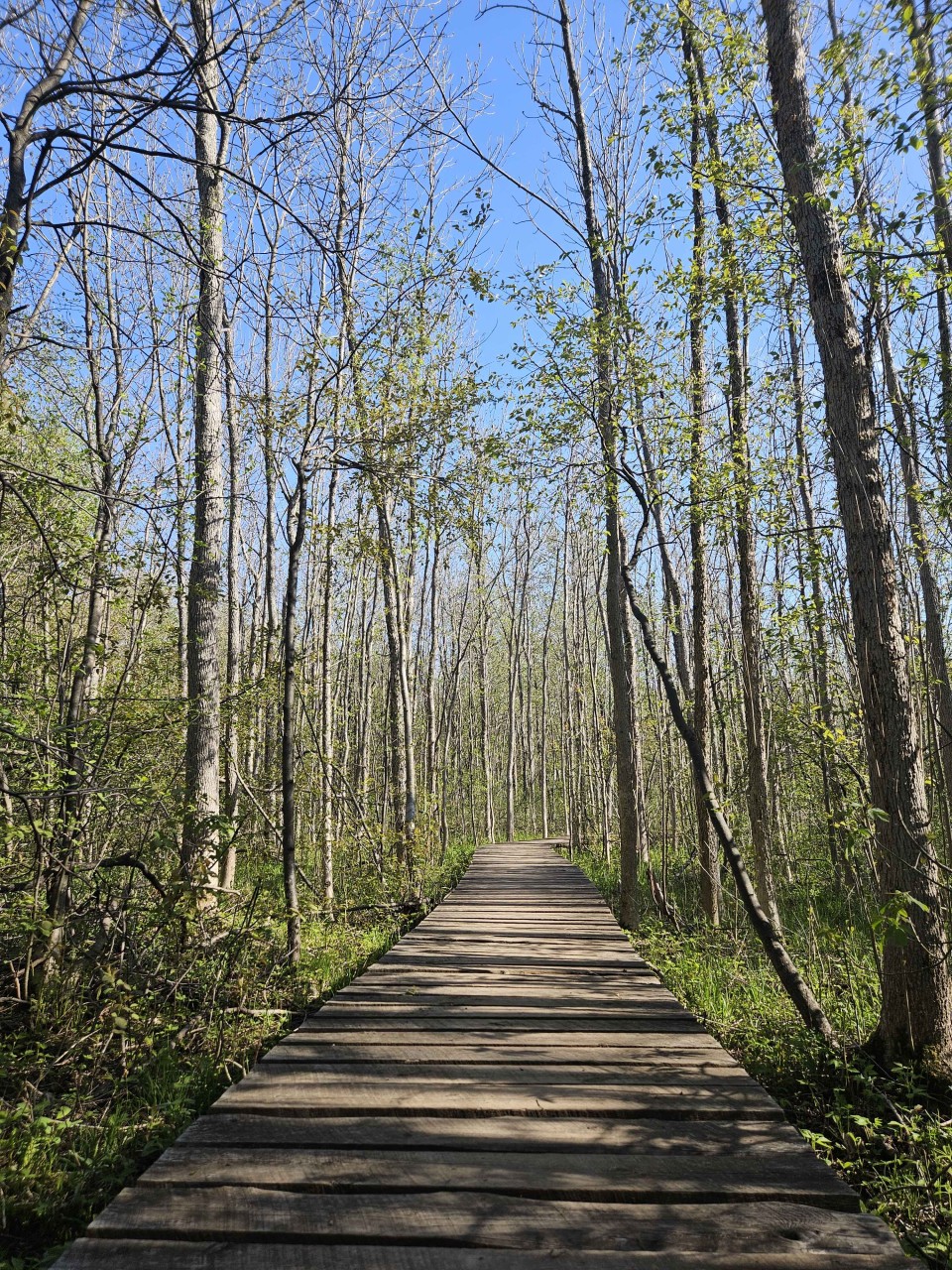 1854 News, Ziigwan 2026