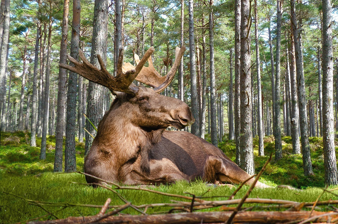 moose-4805194_1280