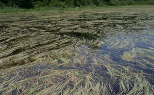 floating-leaf wild rice