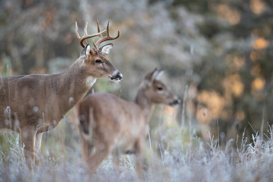 DEER FIREARMS OPENER