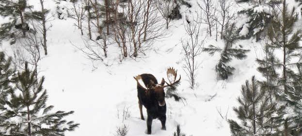 2023 1854 Ceded Territory Moose Hunt