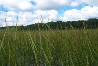 standing wild rice